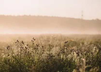 Фауна для відкриттів