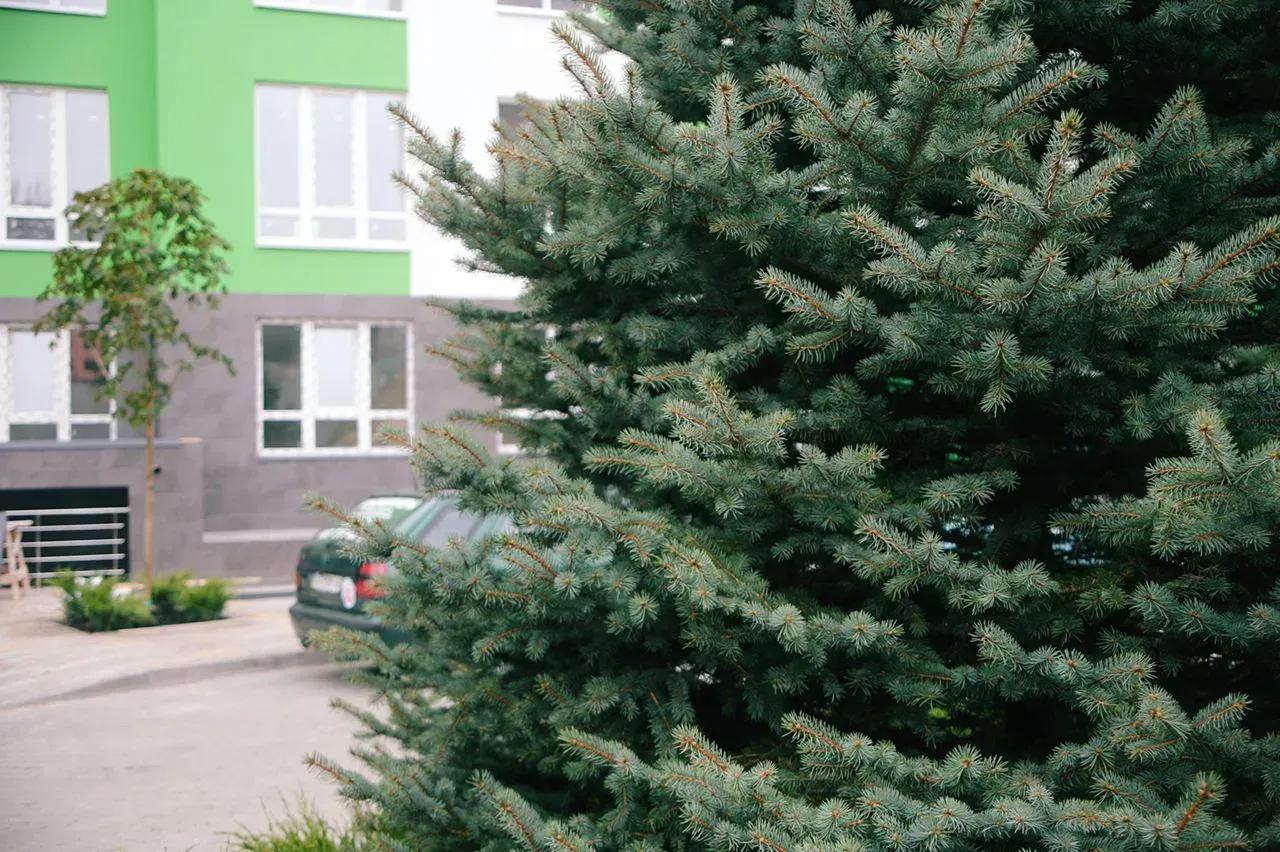 У жителів ЖК City Park буде власна алея з каштанів Briotii — починаємо зелене обрамлення комплексу - 4