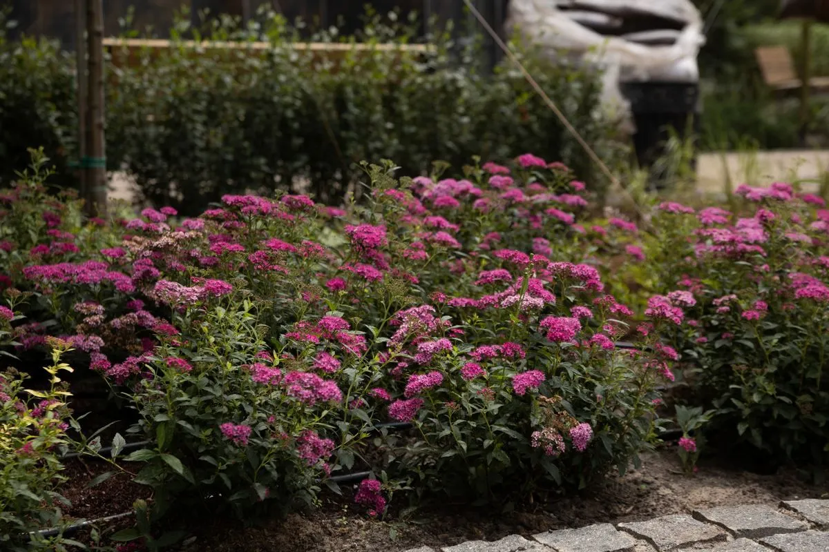 Новый променад в ЖК Синергия Сити: ваш личный ботанический сад рядом с домом - 4